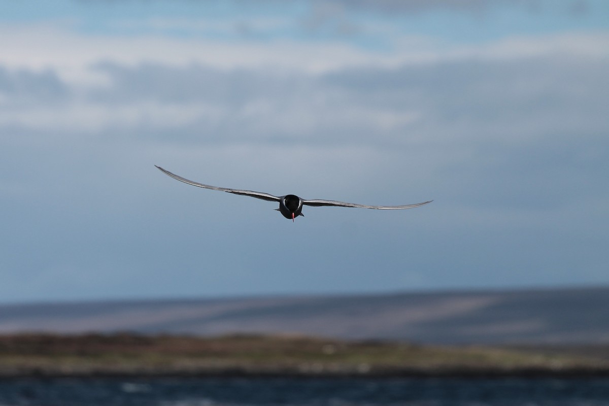 Kerguelen Tern - ML610790825