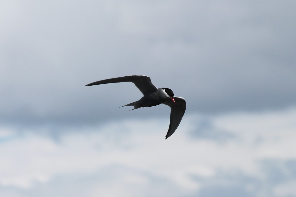 Kerguelen Tern - ML610790858