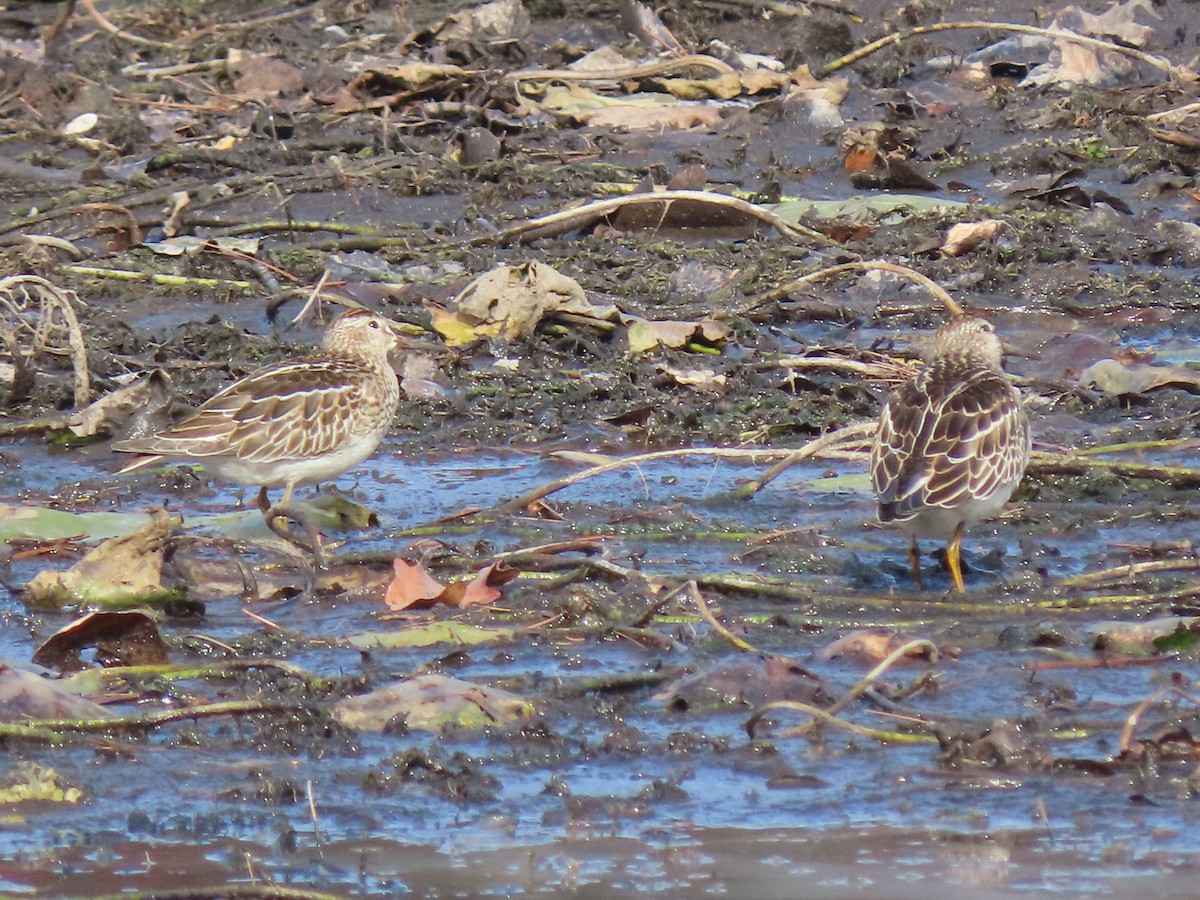 Pectoral Sandpiper - ML610790894