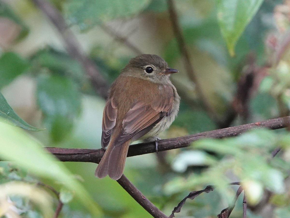 Unadorned Flycatcher - ML610790910