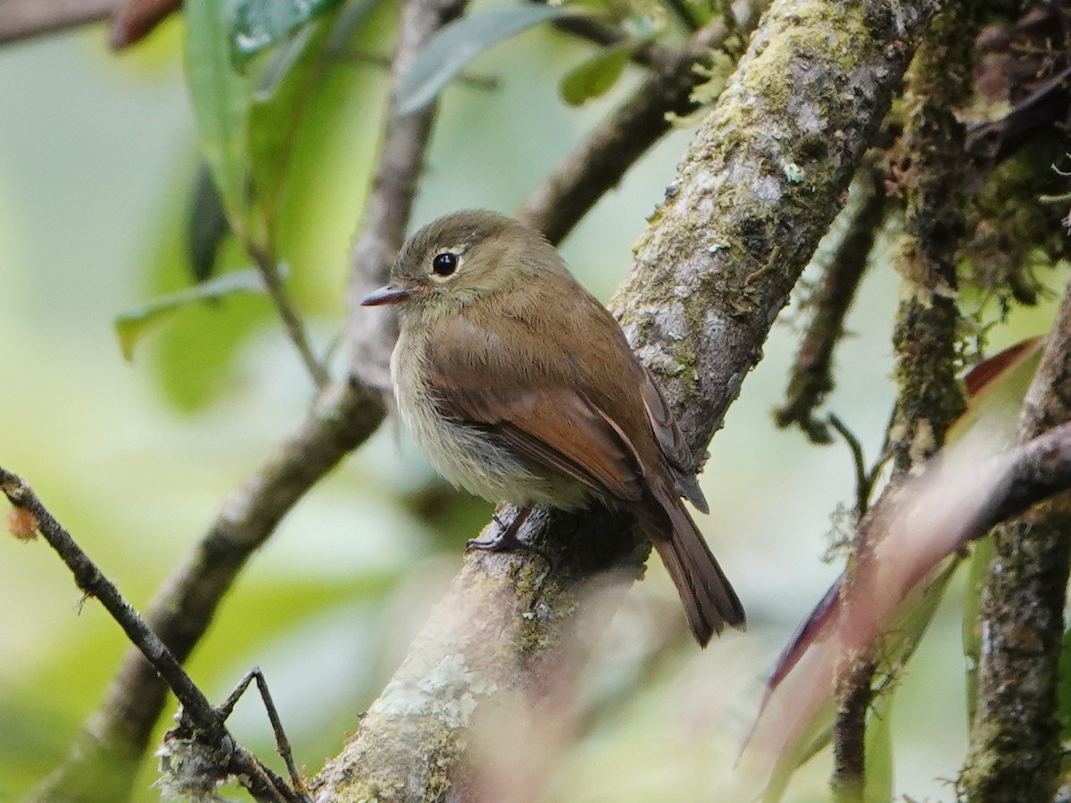 Unadorned Flycatcher - ML610790911