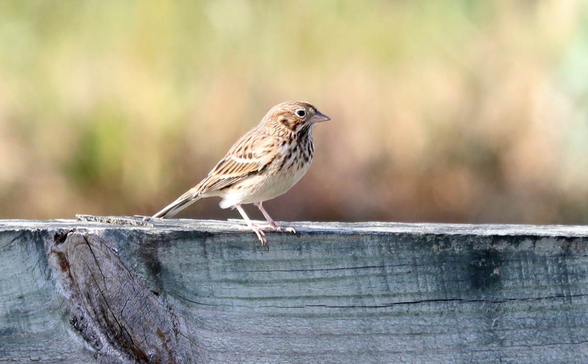 Vesper Sparrow - ML610790954