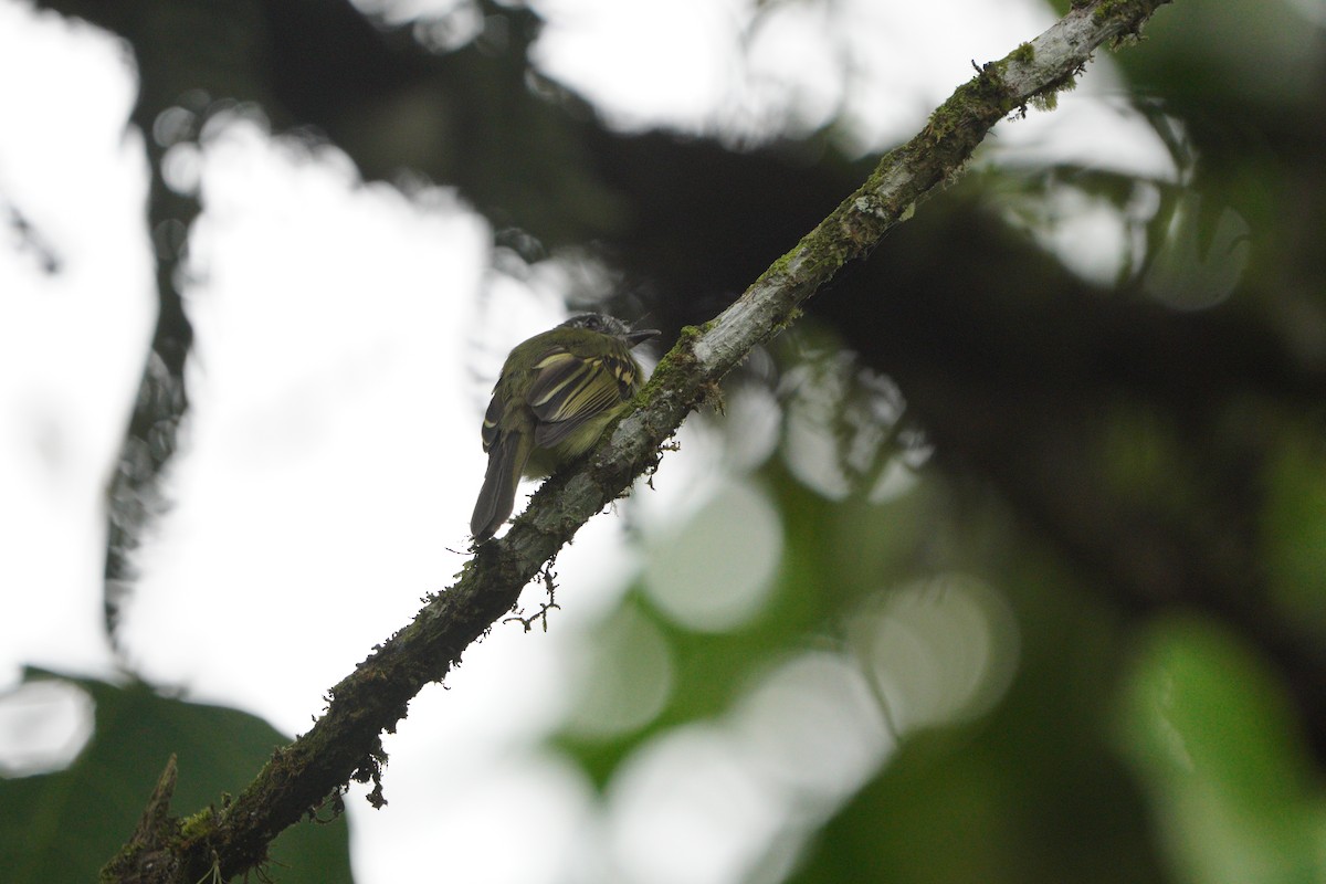 Slaty-capped Flycatcher - ML610790963