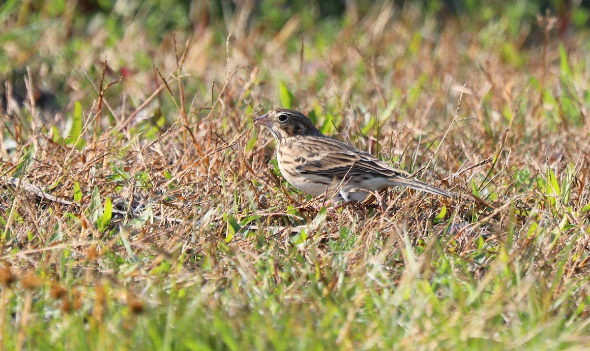 Vesper Sparrow - ML610790976