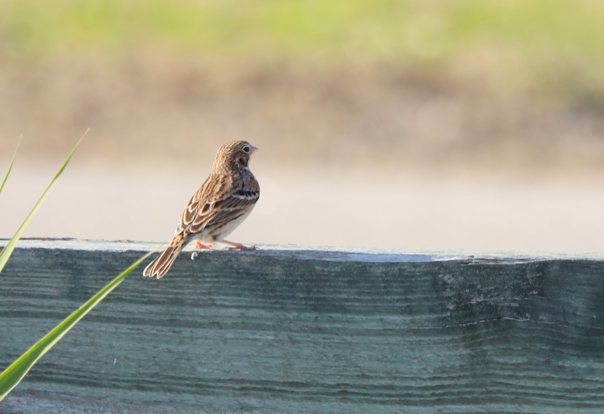 Vesper Sparrow - ML610790993