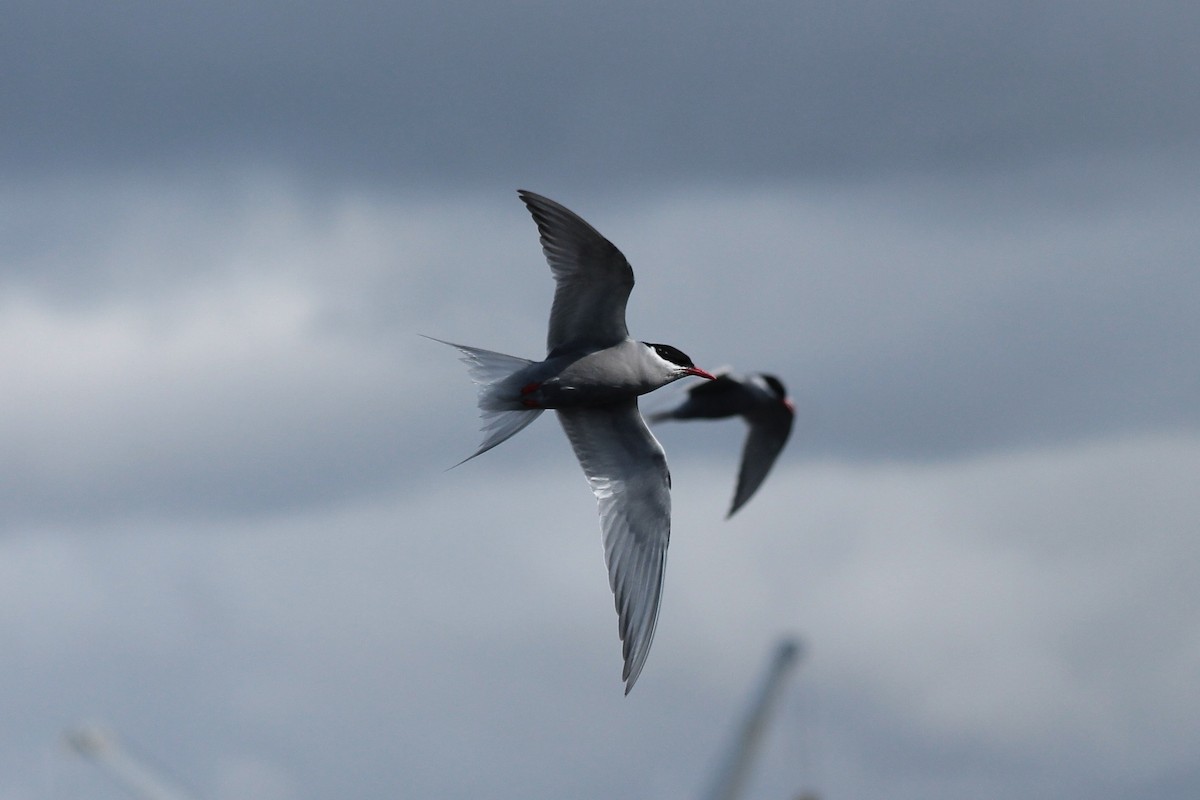 Kerguelen Tern - ML610790995