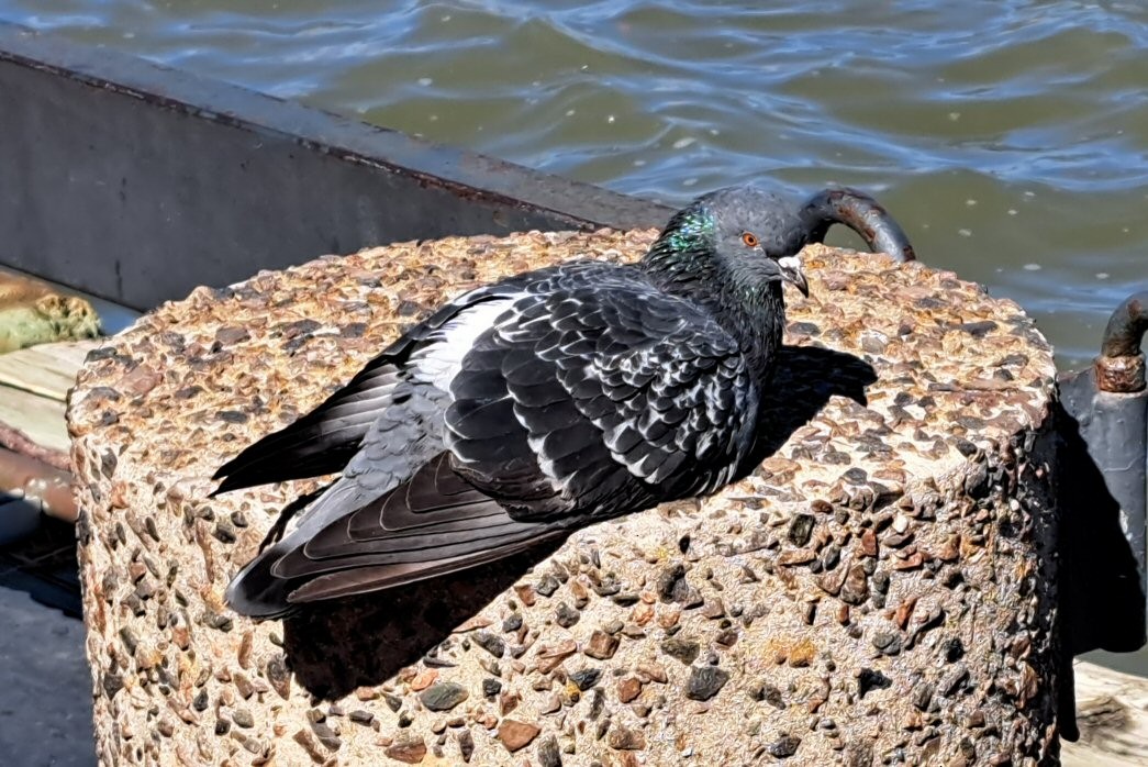 Pigeon biset (forme domestique) - ML610791017