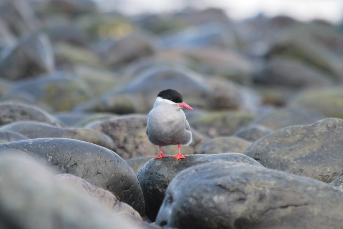 Kerguelen Tern - ML610791049