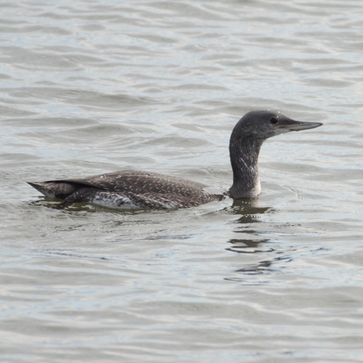 Red-throated Loon - Andrew Stadnyk
