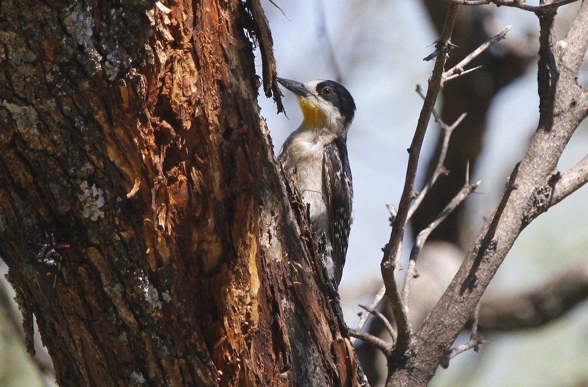 White-fronted Woodpecker - ML610791089