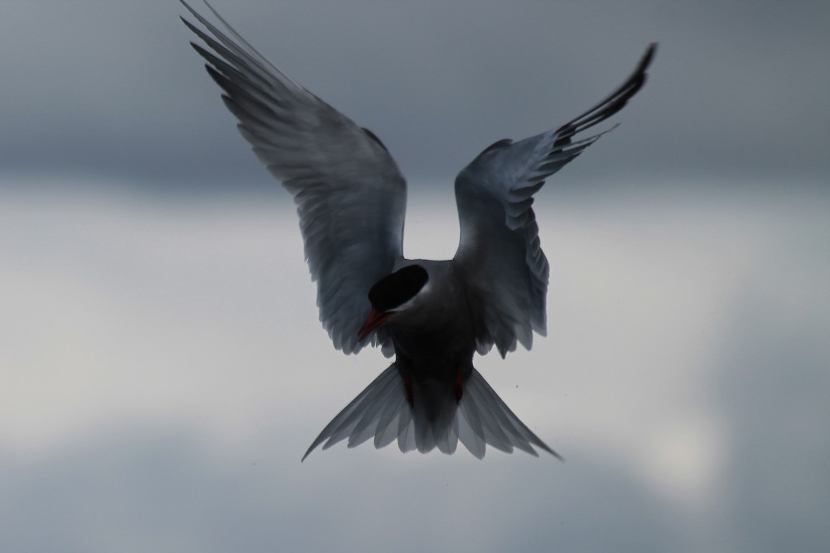 Kerguelen Tern - ML610791100