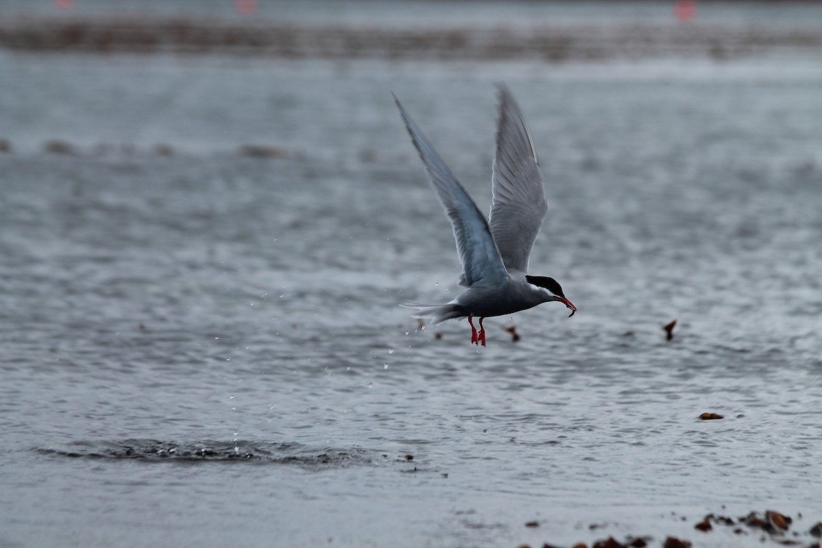 Kerguelen Tern - ML610791138