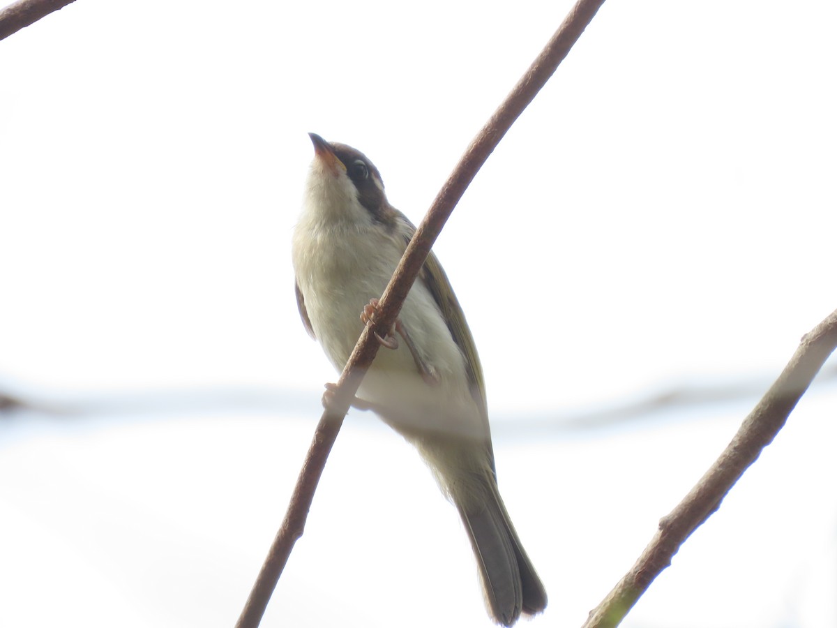 White-throated Honeyeater - Jemaine Mulcahy