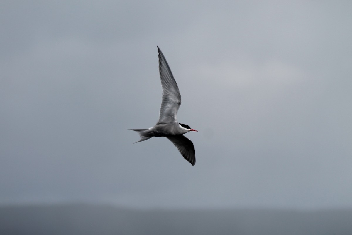 Kerguelen Tern - ML610791165