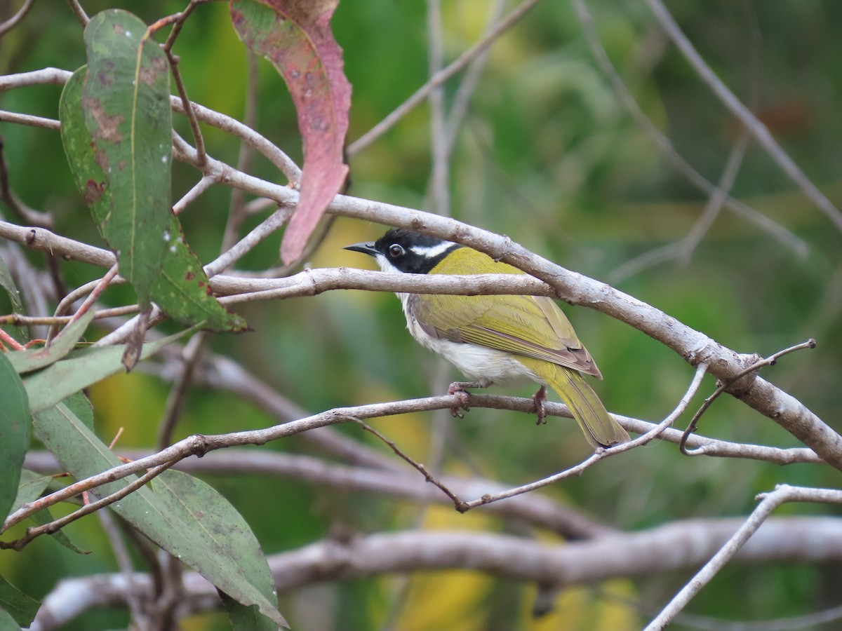 White-throated Honeyeater - ML610791176