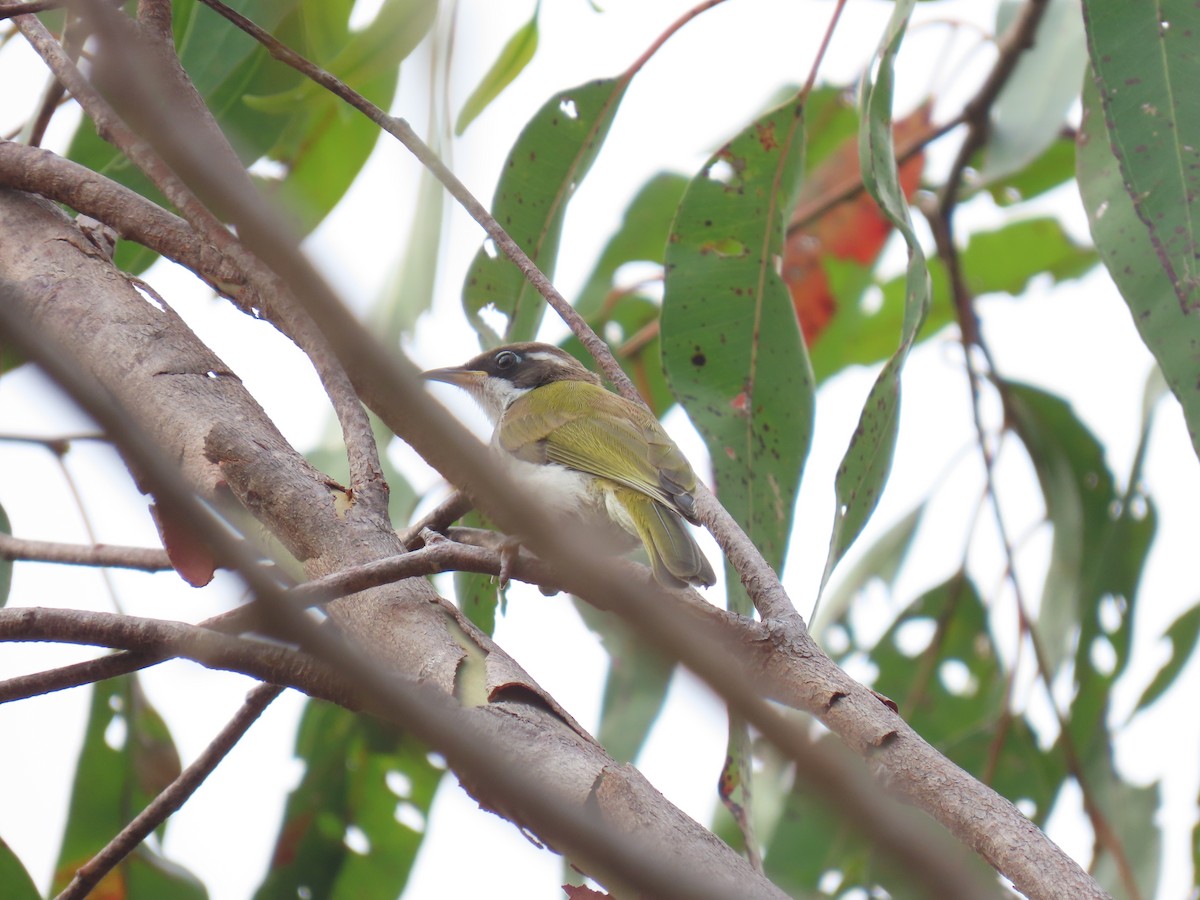 White-throated Honeyeater - ML610791183