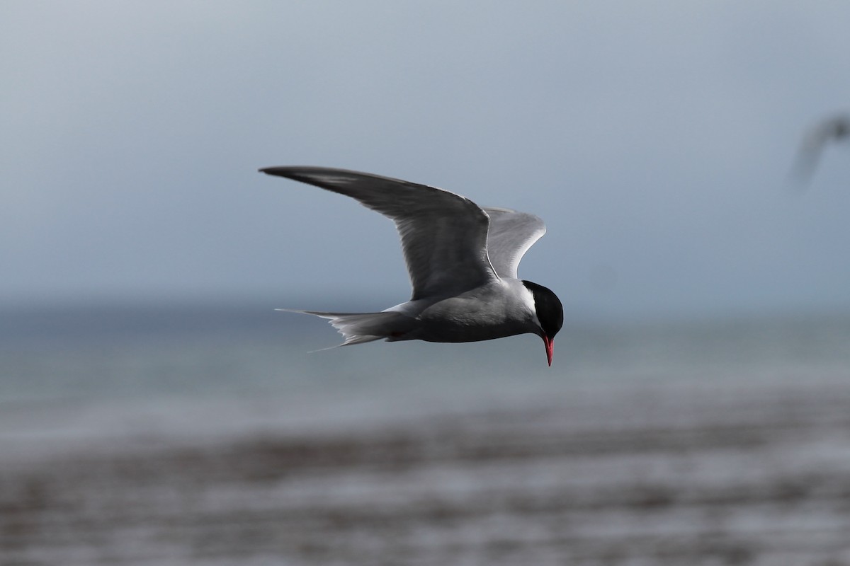 Kerguelen Tern - ML610791190