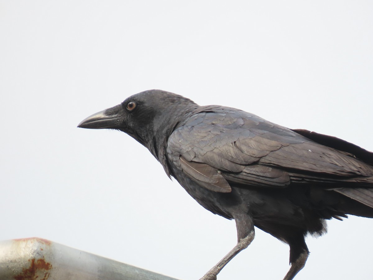 Torresian Crow - Jemaine Mulcahy