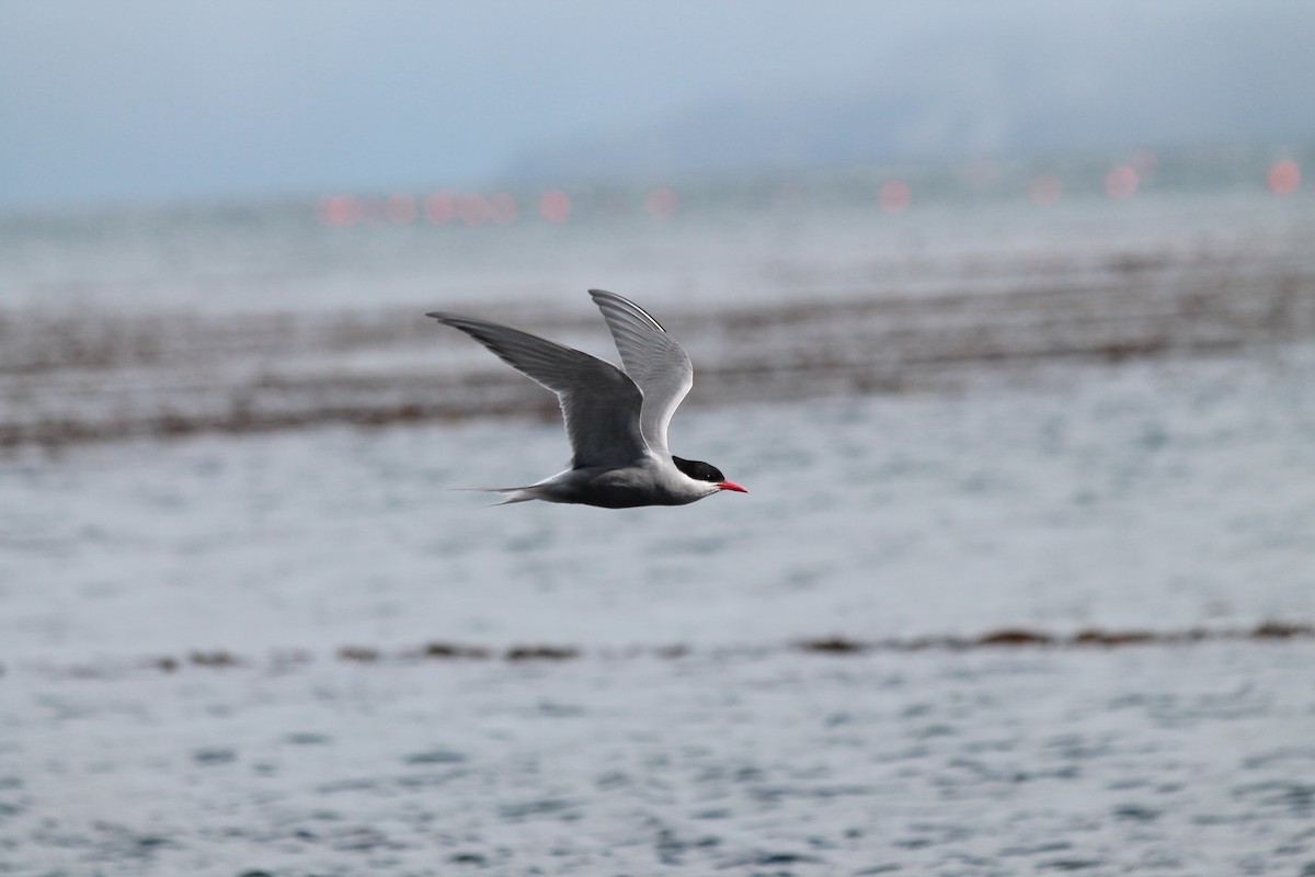 Kerguelen Tern - ML610791209