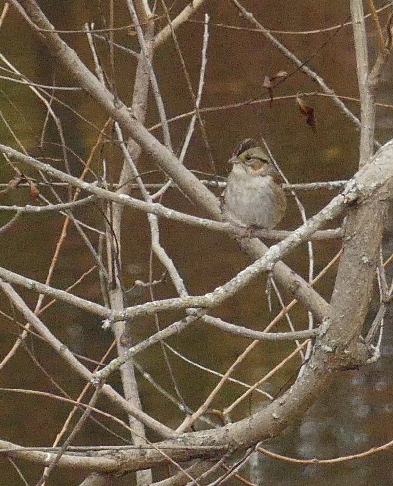 Swamp Sparrow - Al Cadesky