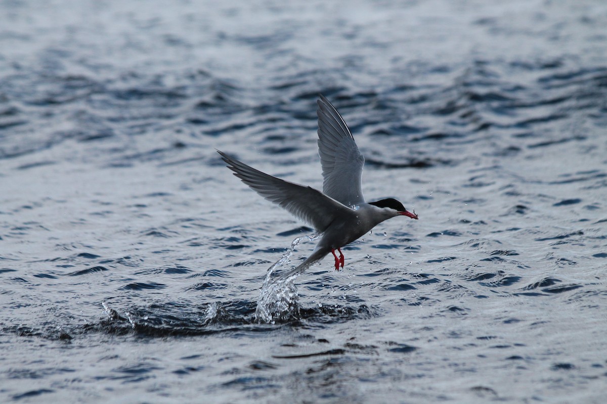 Kerguelen Tern - ML610791290