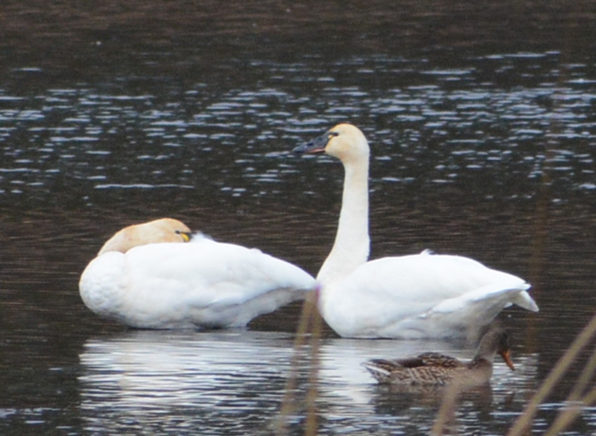 Trumpeter/Tundra Swan - ML610791304