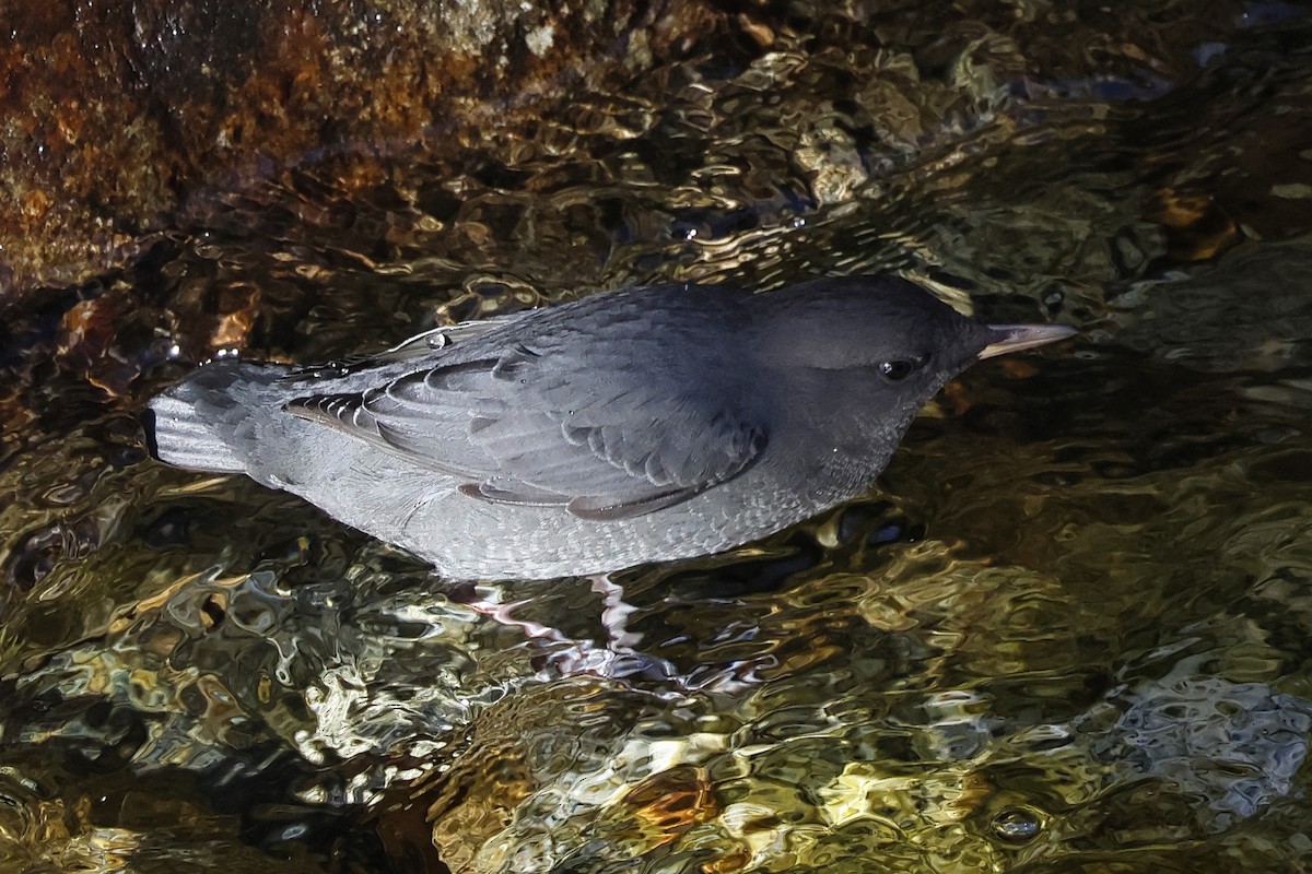 American Dipper - ML610791324