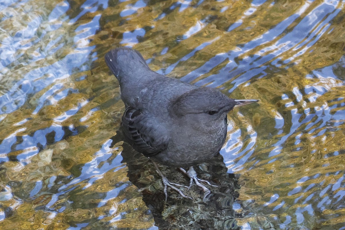 American Dipper - Paul Prappas