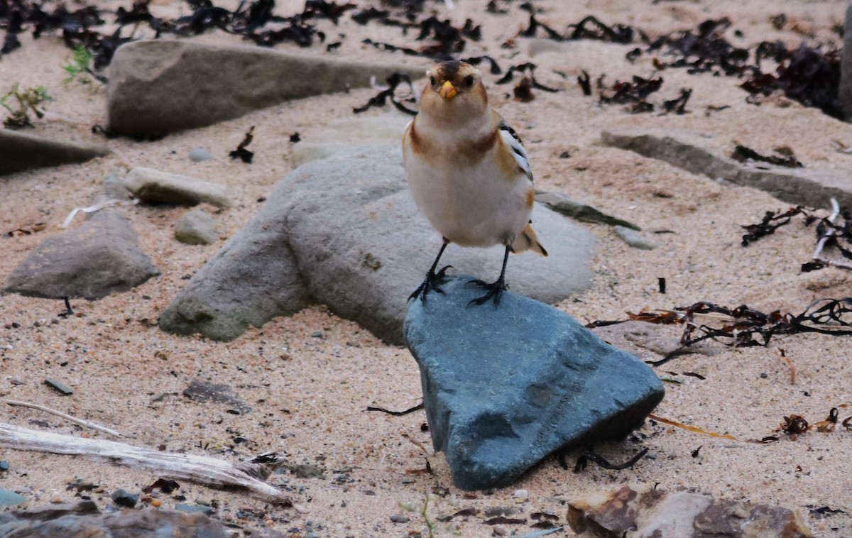 Snow Bunting - ML610791334