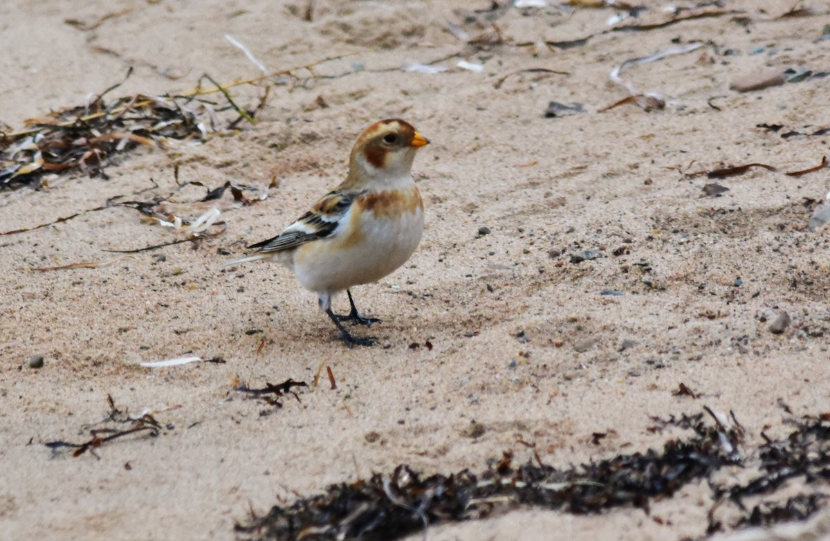 Snow Bunting - Robert Lange