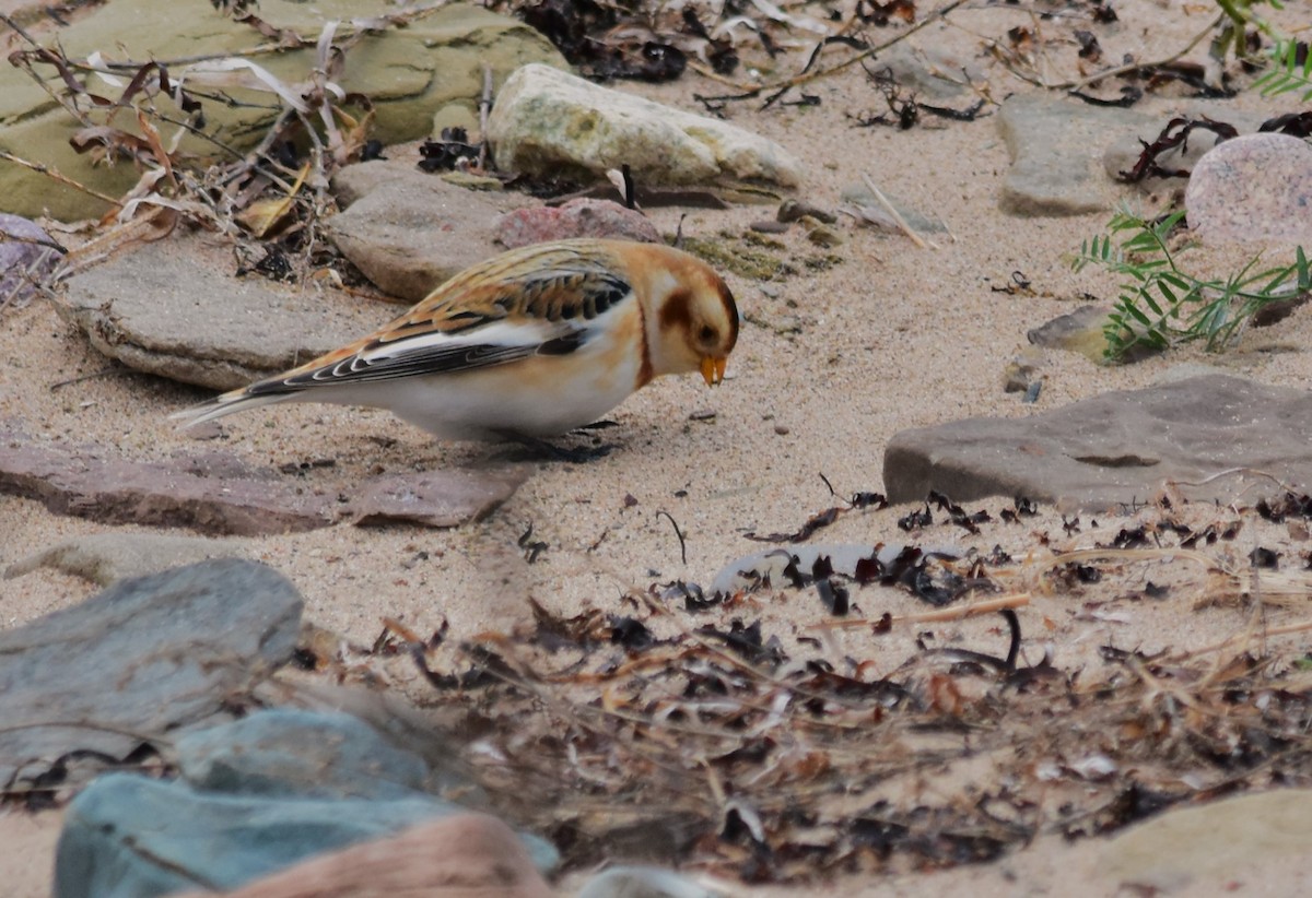 Snow Bunting - Robert Lange