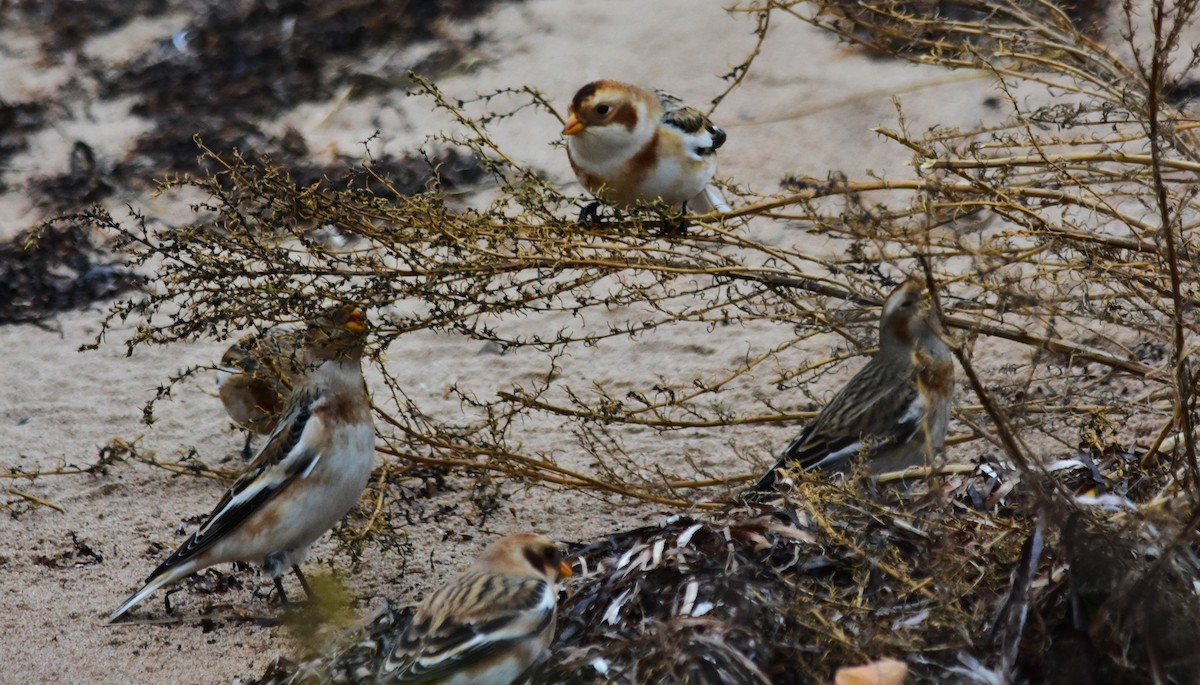 Snow Bunting - ML610791339