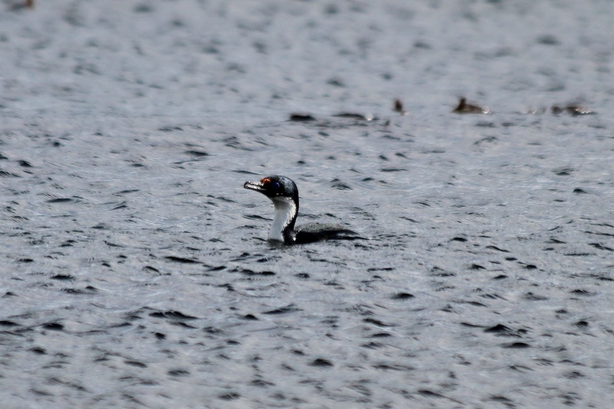 Cormoran des Kerguelen - ML610791393