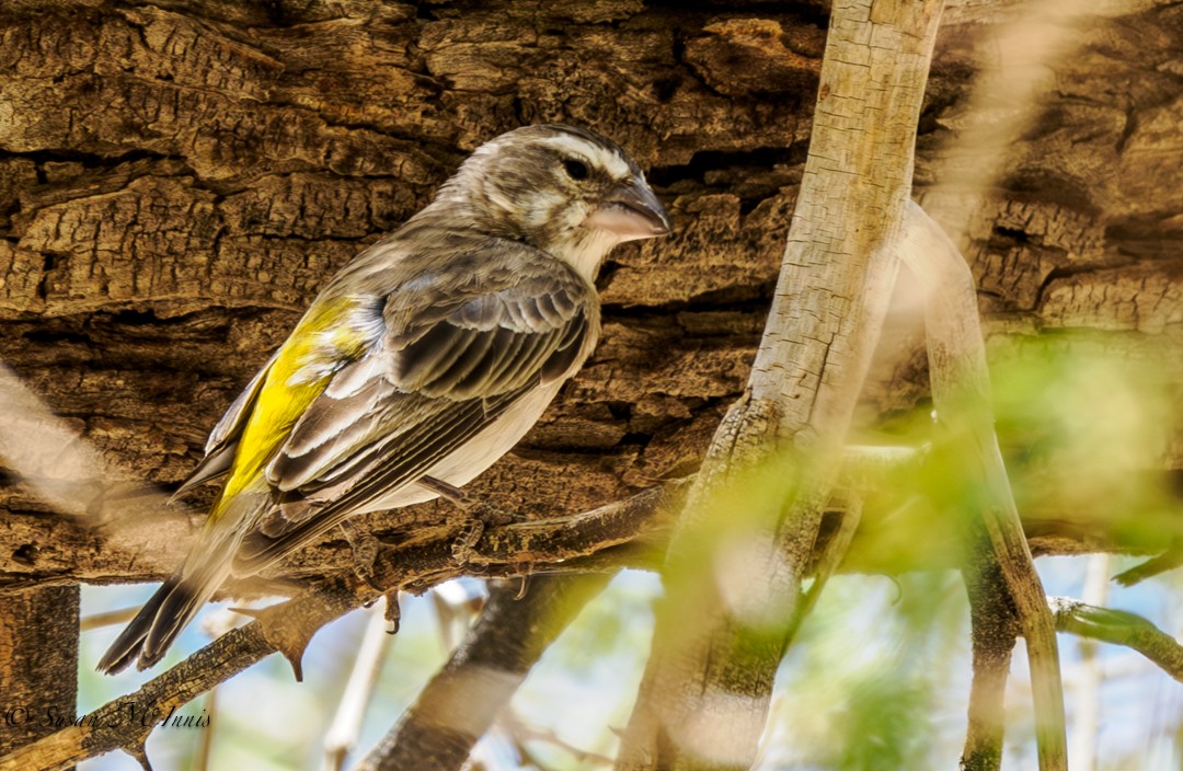 White-throated Canary - Susan Mac