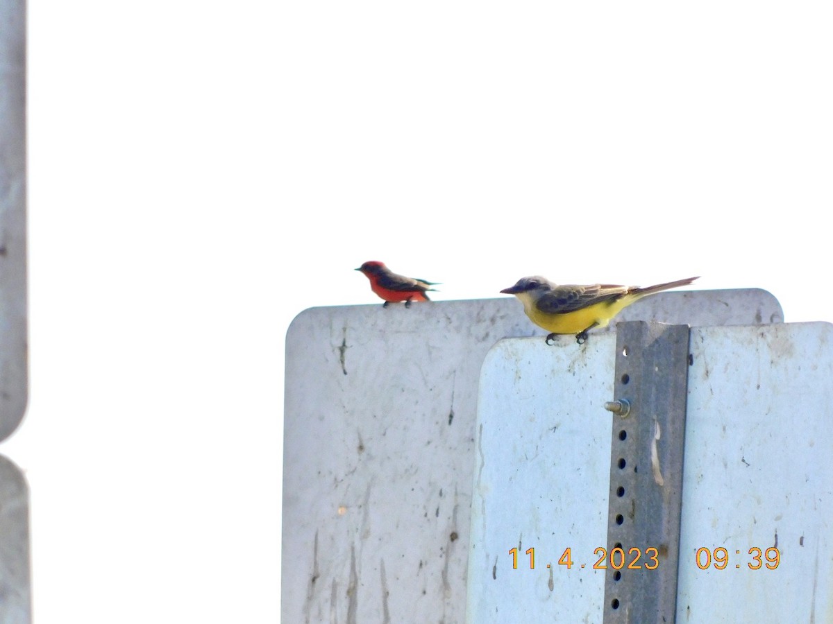 Vermilion Flycatcher - ML610791470