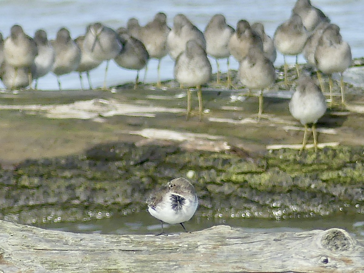 Alpenstrandläufer (pacifica/arcticola) - ML610791515