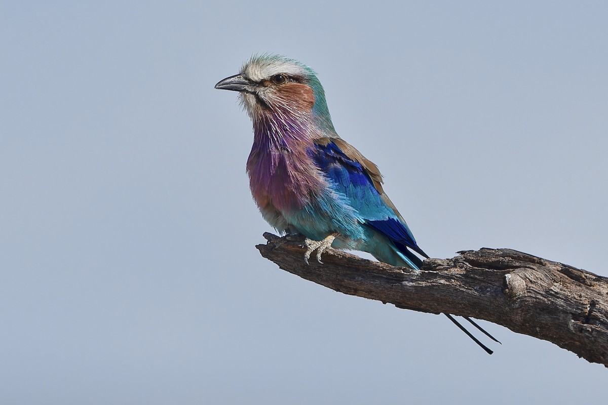 Lilac-breasted Roller - ML610791571