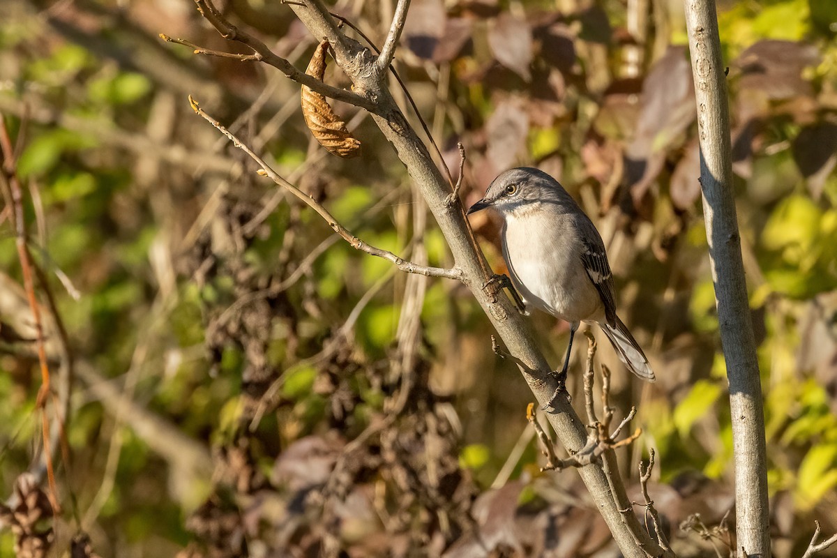 Northern Mockingbird - ML610791611