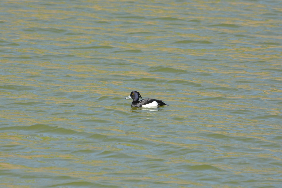 toppand - ML610791641