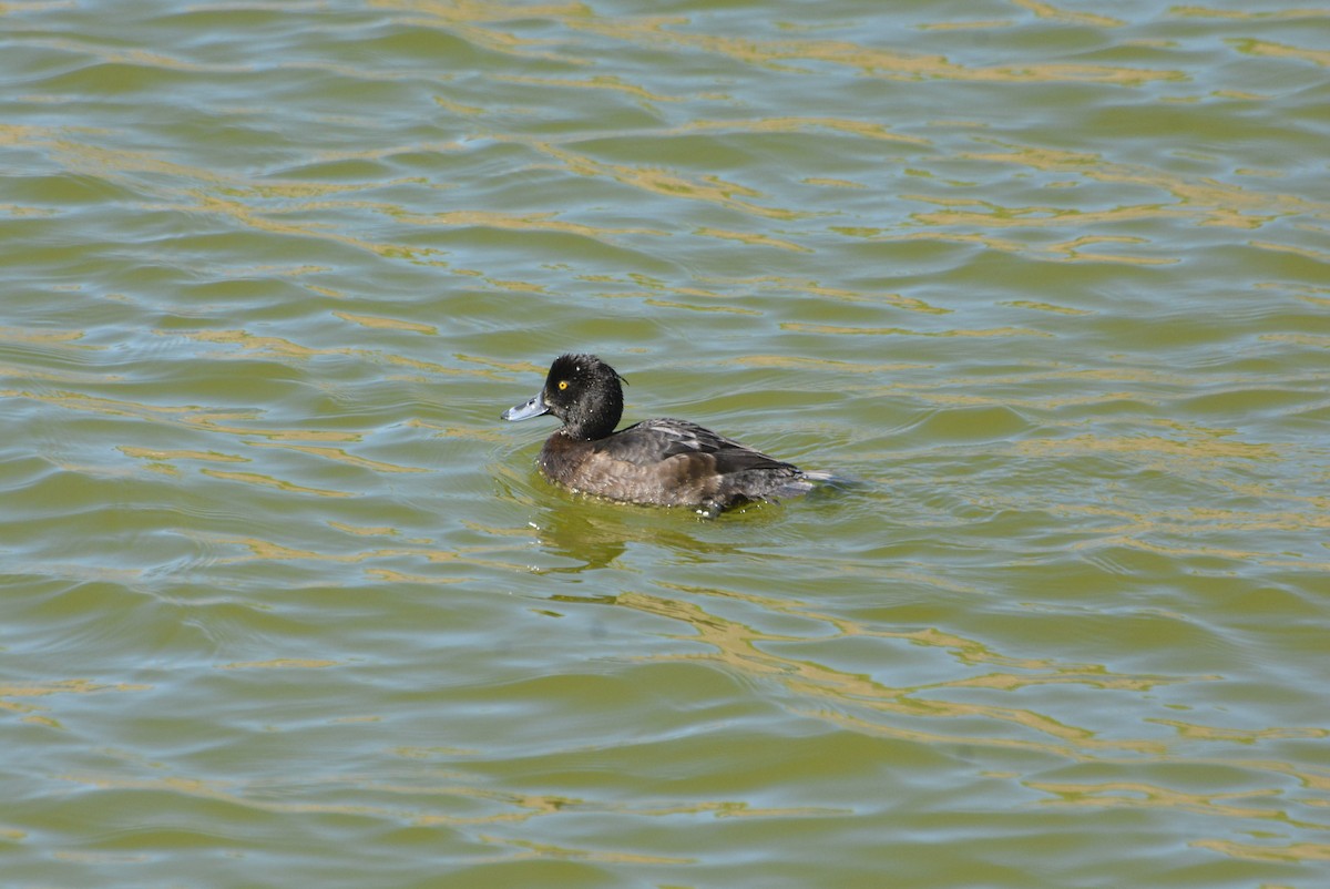 toppand - ML610791643