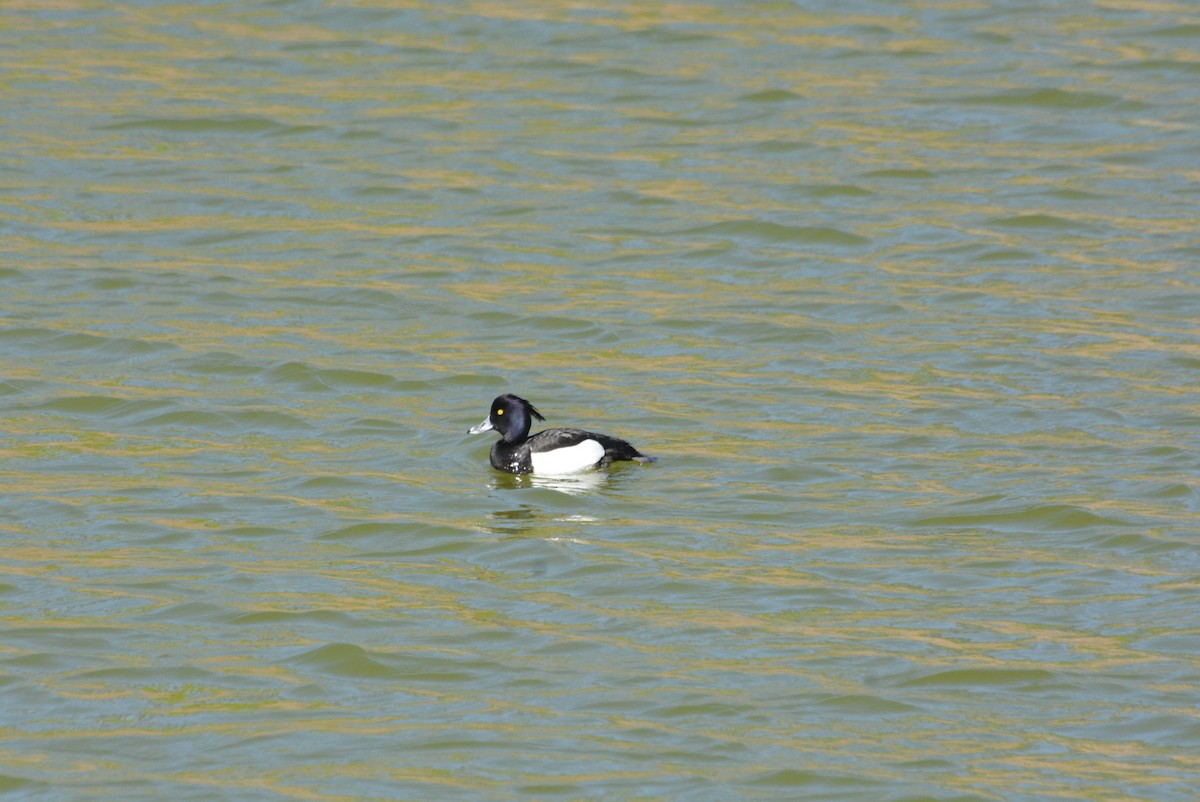 toppand - ML610791644