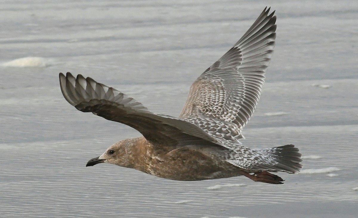 Gaviota Groenlandesa (thayeri) - ML610791670