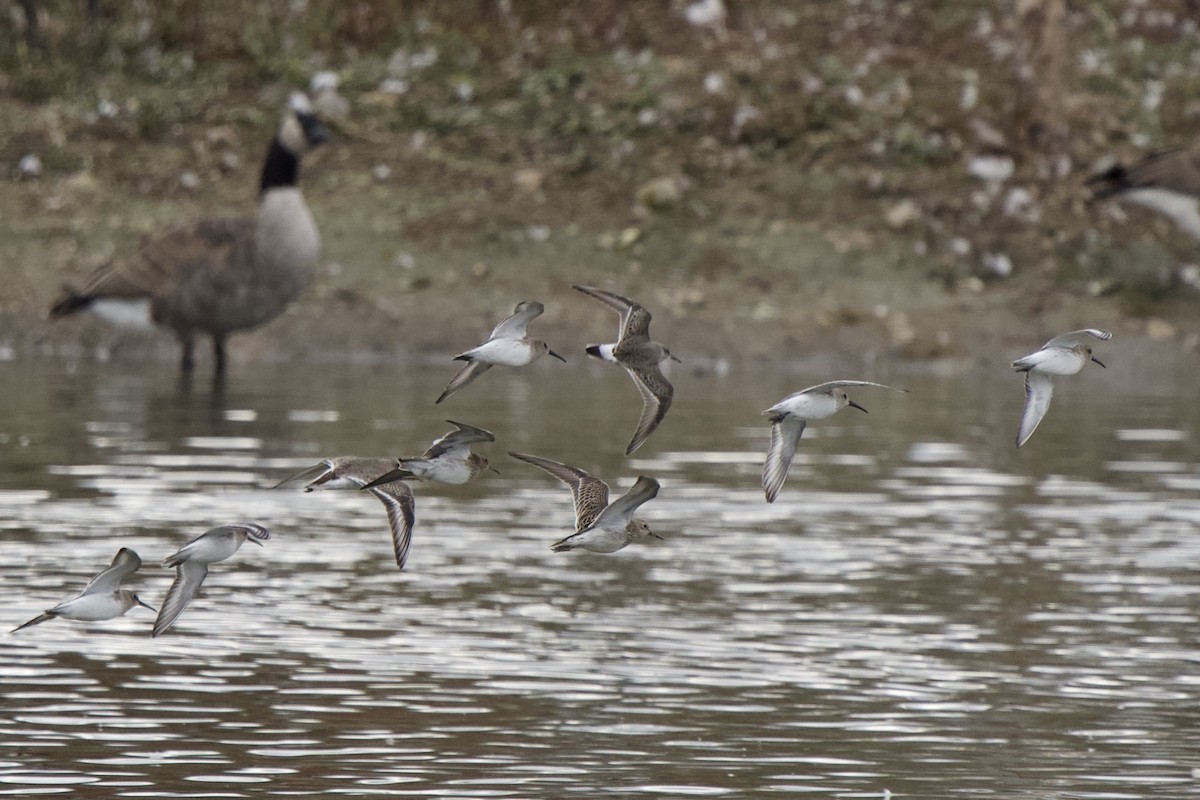 White-rumped Sandpiper - ML610791696