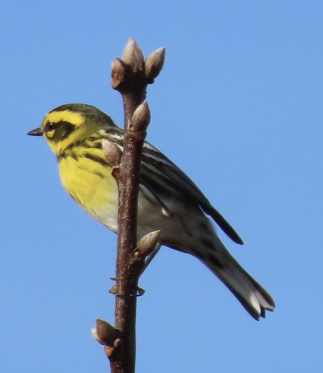 Townsend's Warbler - Nancy Nordin