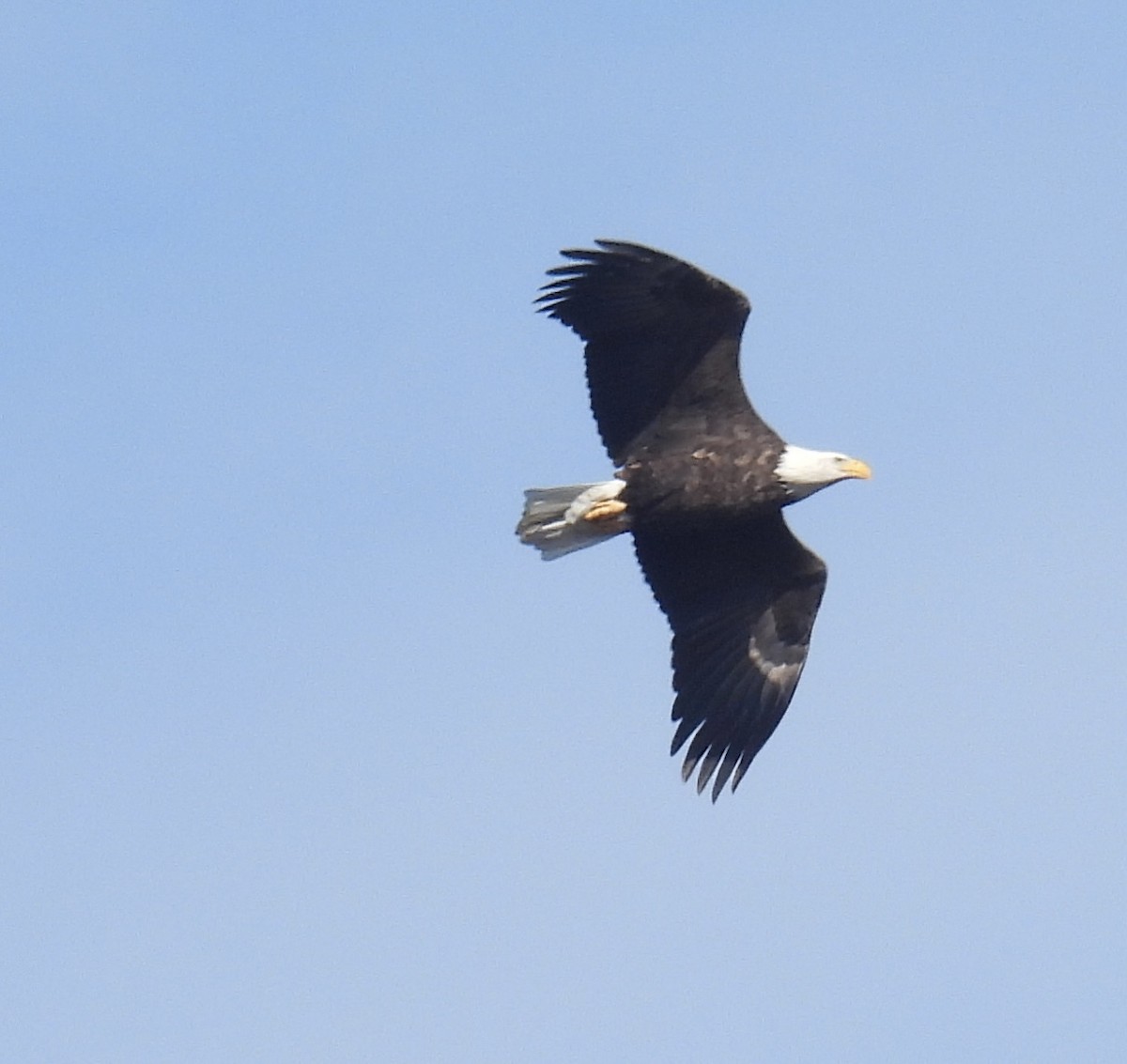 Bald Eagle - ML610791778