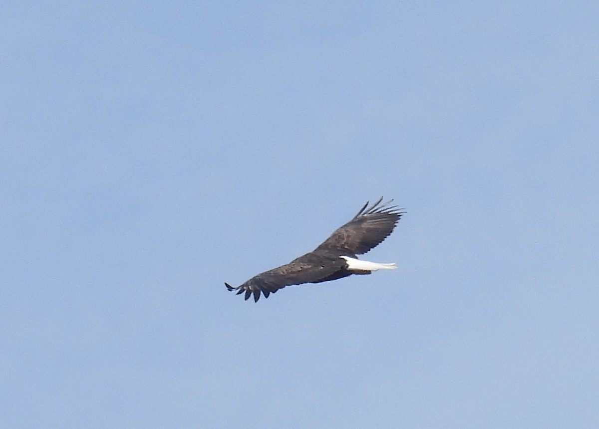 Bald Eagle - ML610791779
