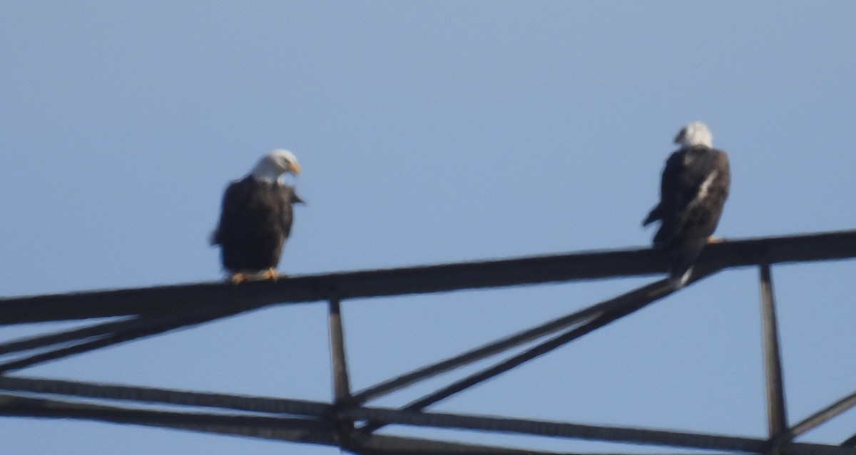 Bald Eagle - ML610791780