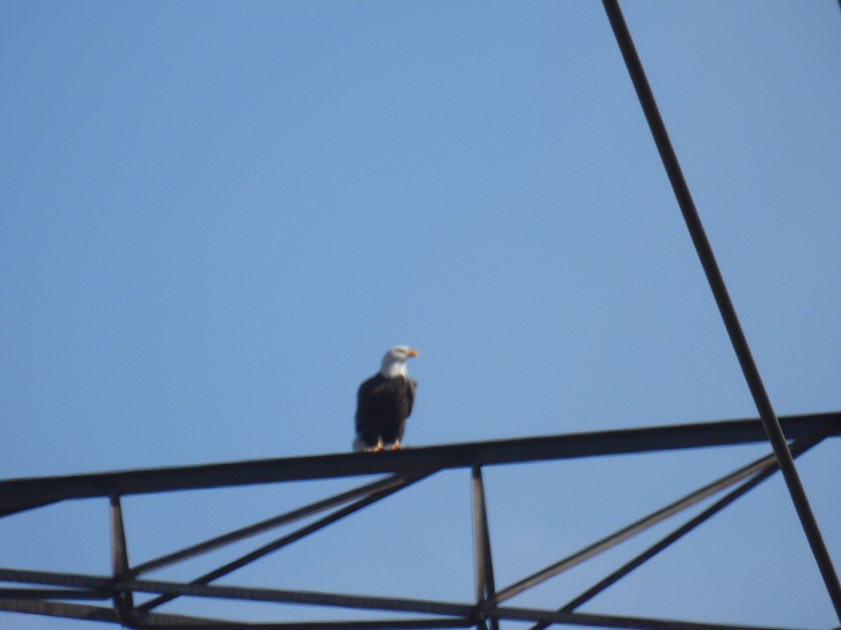 Bald Eagle - ML610791781