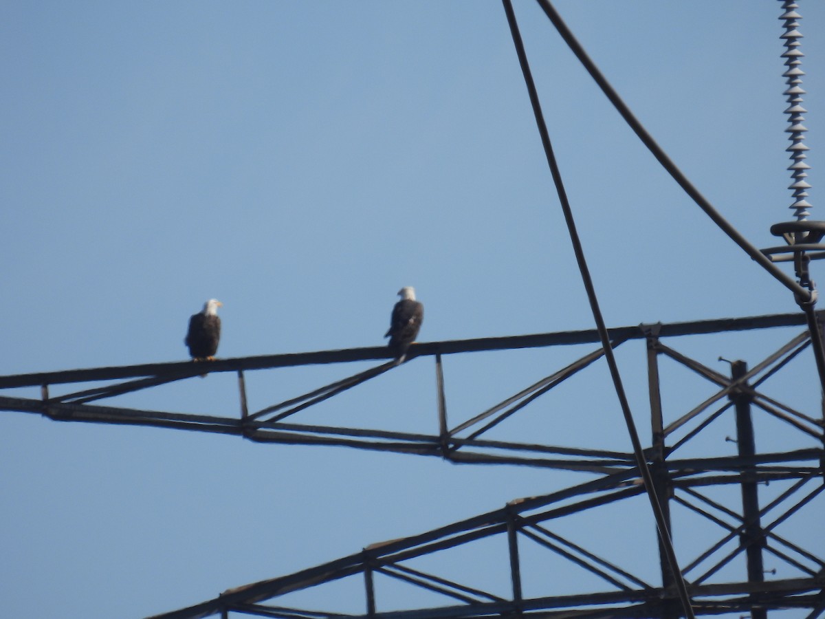 Bald Eagle - ML610791782