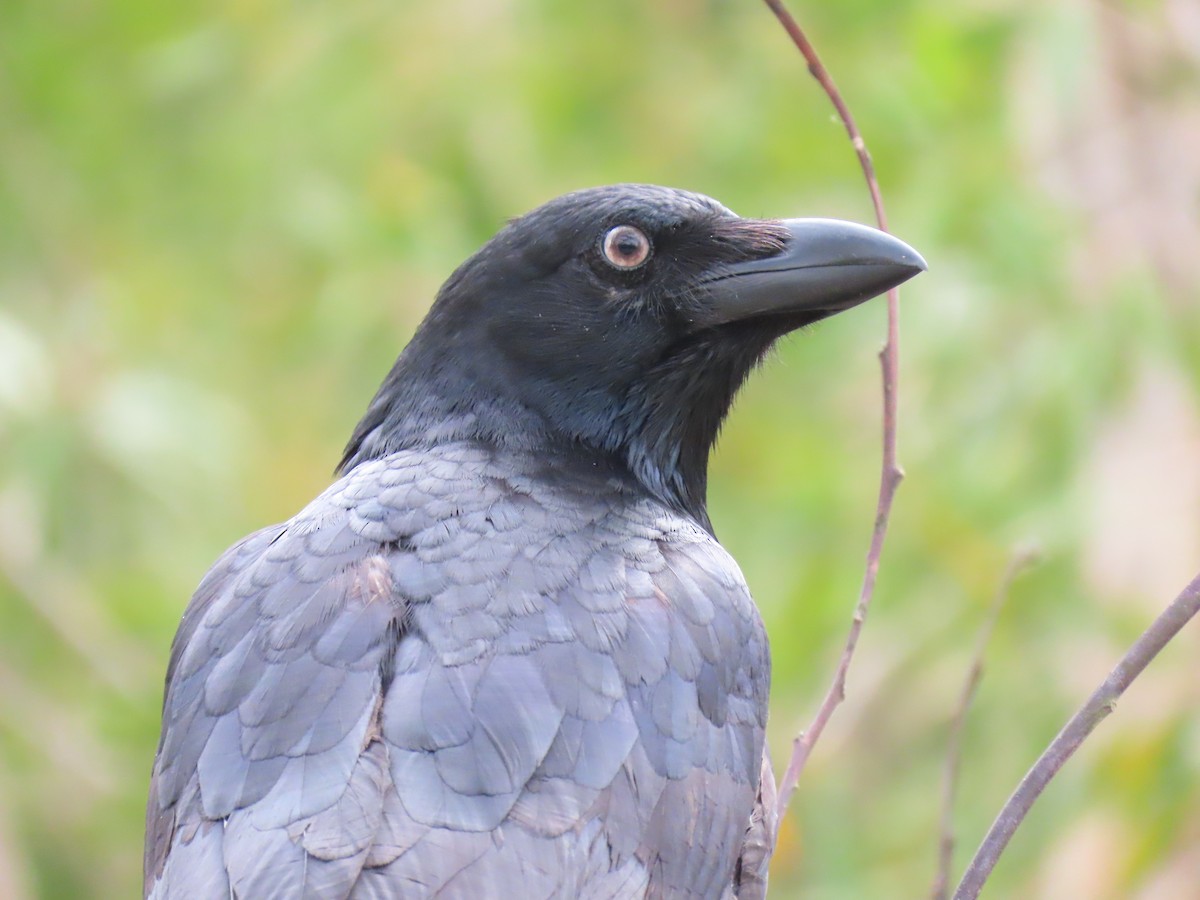 Torresian Crow - Jemaine Mulcahy